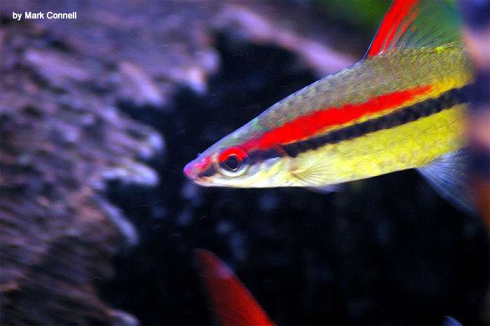 Барбус Денисони (Puntius denisonii), фото фотография рыбки