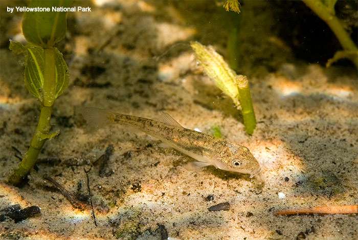 Чукучан (Catostomus catostomus), фото фотография аквариумные рыбки