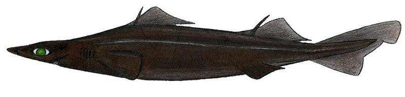 Глубоководная деания (Deania profundorum), картинка рисунок рыбы акулы