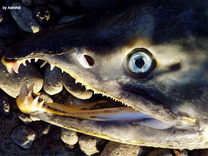 Кета (Oncorhynchus keta), фото фотография рыбы