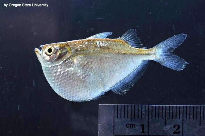Обыкновенная клинобрюшка, стерникла, гастеропелекус стерникла, рыба-топорик (Gasteropelecus sternicla), фото фотография аквариумные рыбки