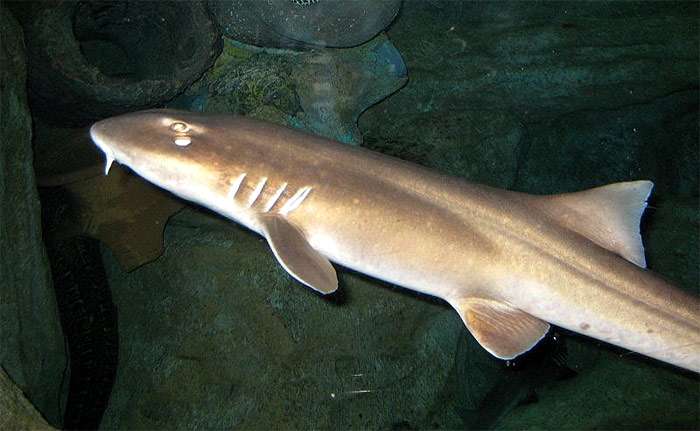 Коричневополосая кошачья акула (Chiloscyllium punctatum) - взрослая особь, фото хрящевые рыбы фотография картинка