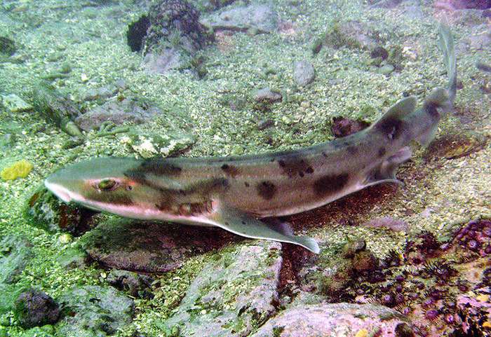 Кошачьеголовая акула (Cephaloscyllium isabellum), фото фотография картинка рыбы