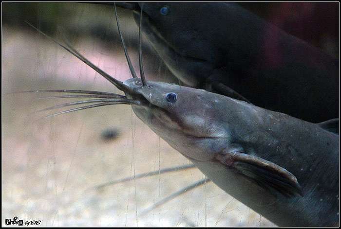 Канальный сомик (Ictalurus punctatus), фото фотография рыбы