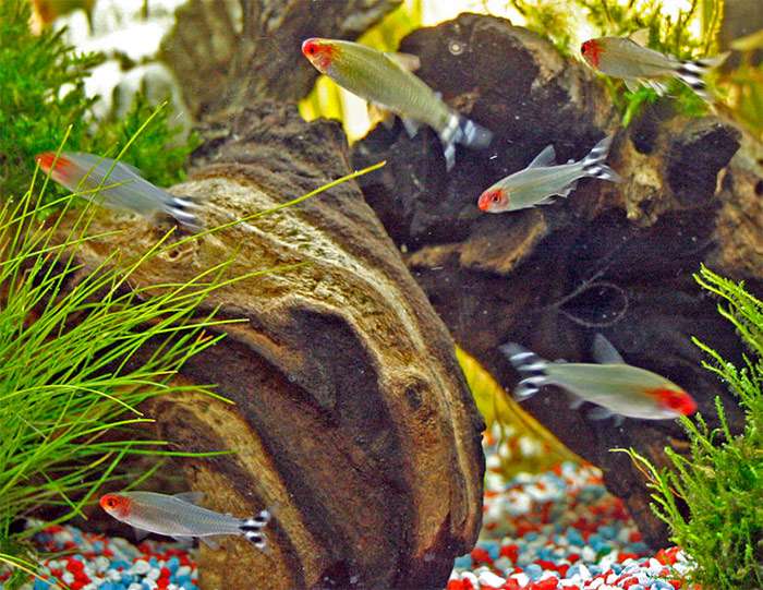 Тетра красноротая, тетра-пьяный нос (Hemigrammus rhodostomus), фото фотография харациновые рыбы