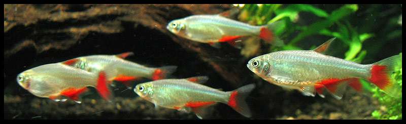 Красноплавниковый афиохаракс, красноплавничная тетра (Aphyocharax anisitsi), фото фотография рыбы