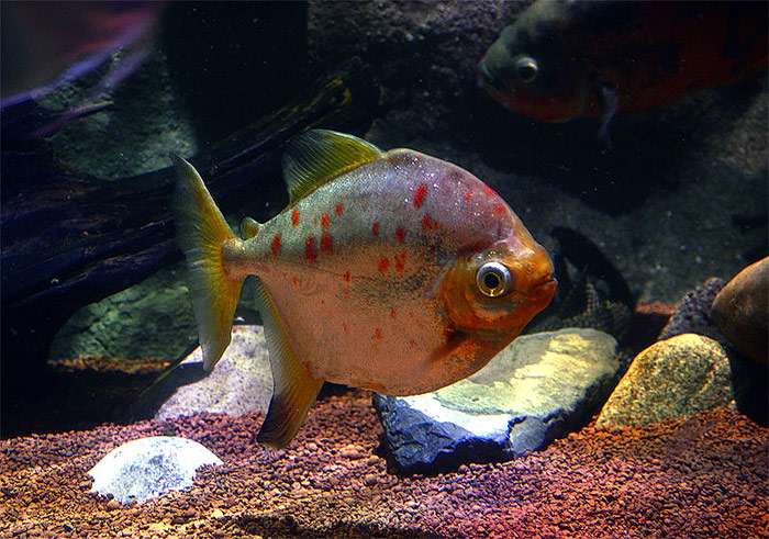 Красноплавничный милеус, милеус рубрипиннис (Myloplus rubripinnis), фото фотография аквариумные рыбы