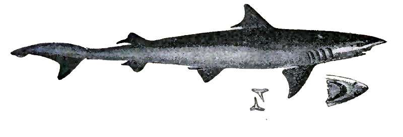 Крючкозубая большеглазая акула (Chaenogaleus macrostoma), рисунок картинка рыбы