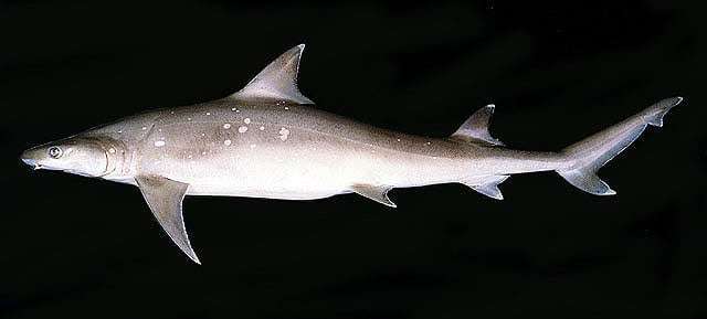 Крючкозубая большеглазая акула (Chaenogaleus macrostoma), фото фотография хрящевые рыбы