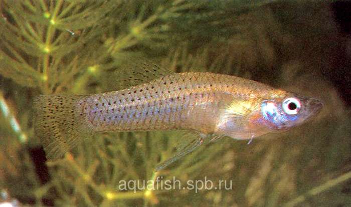 Кубинская гамбузия (Gambusia punctata), фото фотография живородящие рыбки