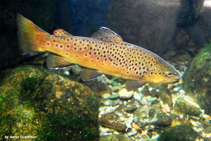 Кумжа или лосось-таймень (Salmo trutta), фото фотография рыбы