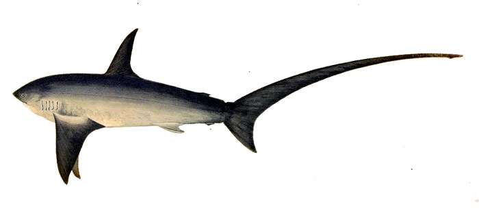Морская лисица (Alopias vulpes), фото фотография акулы
