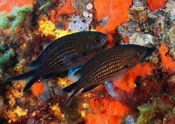 Хромис, ласточка, монашка (Chromis chromis), фото фотография морские рыбки