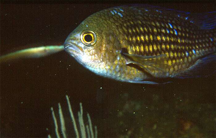 Хромис, монашка (Chromis chromis), фото фотография рыбы