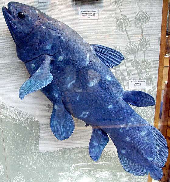 Целакант коморский, или латимерия (Latimeria chalumnae), фото фотография древние рыбы