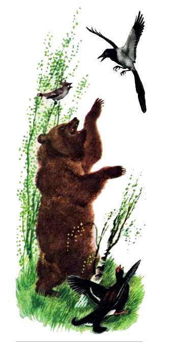 Медведь, глухарь и свиристель ругают сороку, рисунок иллюстрация