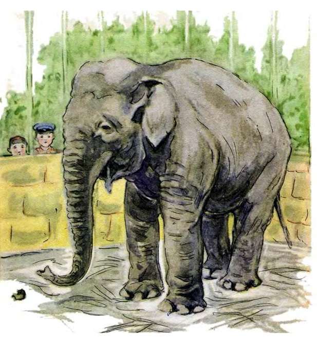 Вася кормит слона, рисунок иллюстрация