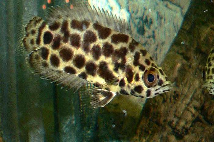 Леопардовая ктенопома (Ctenopoma acutirostre), фото фотография лабиринтовые рыбы