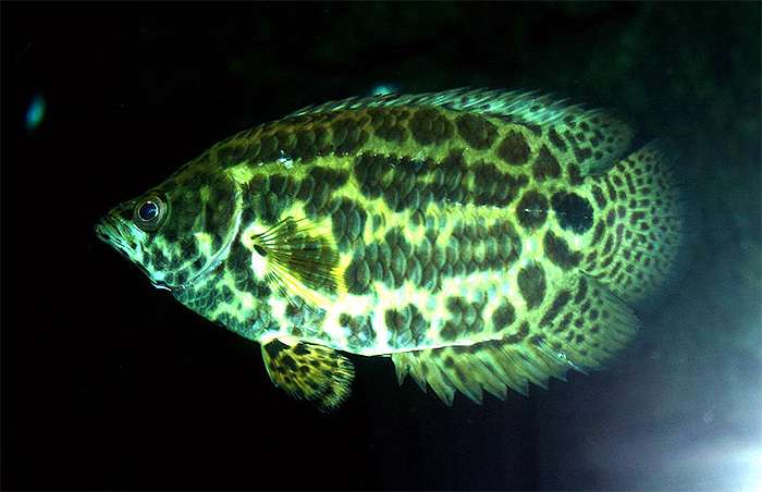 Леопардовая ктенопома (Ctenopoma acutirostre), фото фотография рыбы