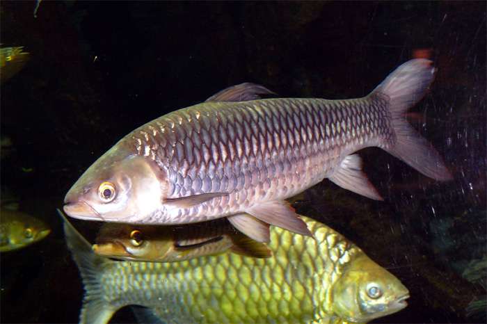 Лептобарбус Ховена  (Хэвени, Хевении), торпедовидный лептобарбус (Leptobarbus hoevenii), фото фотография аквариумные рыбы