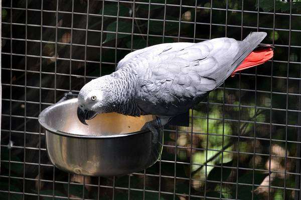 Серый попугай, или жако (Psittacus erithacus), фото птицы фотография