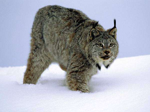 Канадская рысь (Lynx canadensis), фото новости о животных фотография хищники