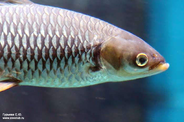 Лептобарбус Ховена (Leptobarbus hoevenii), фото фотография рыбки