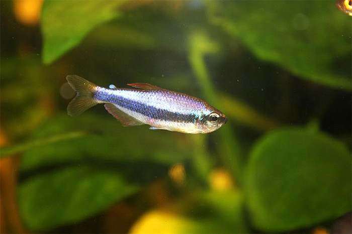 Керри инпаихт, пурпурная императорская тетра (Inpaichthys kerri), фото фотография рыбы