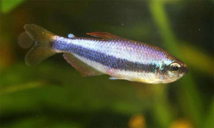 Ложная королевская тетра, фиолетовый неон (Inpaichthys kerri), фото фотография рыбки