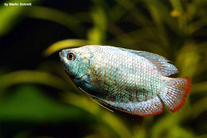 Лялиус (Trichogaster lalius), фото фотография лабиринтовые рыбы