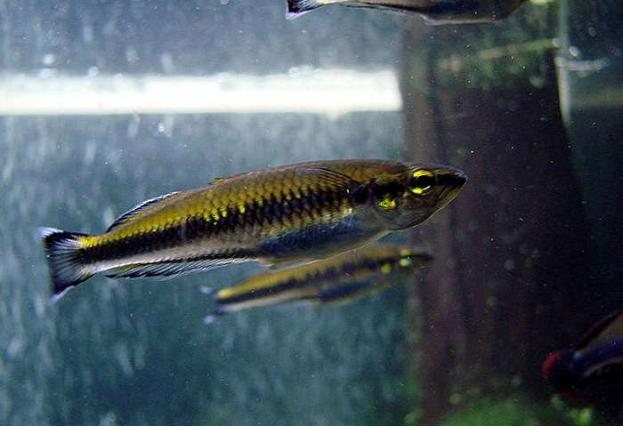 Бедоция мадагаскарская (Bedotia geayi), фото фотография аквариумные рыбки