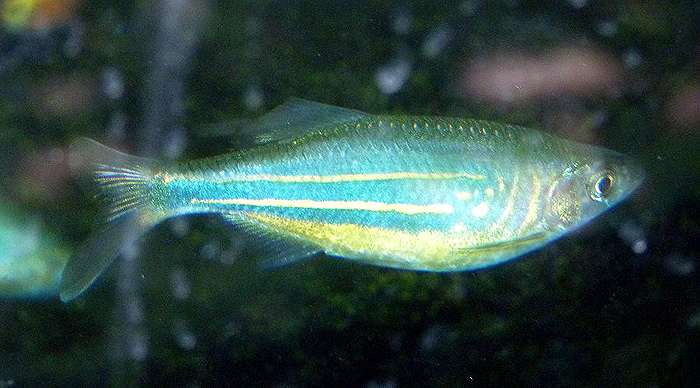 Малабарский данио, данио Деварио (Devario aequipinnatus), фото фотография рыбки