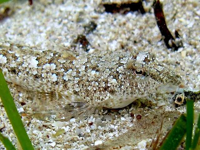 Малая морская мышь, серая пескарка (Callionymus risso), фото фотография морские рыбки