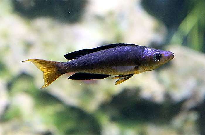 Медовый циприхpомис (Cyprichromis microlepidotus), фото фотография аквариумные рыбы