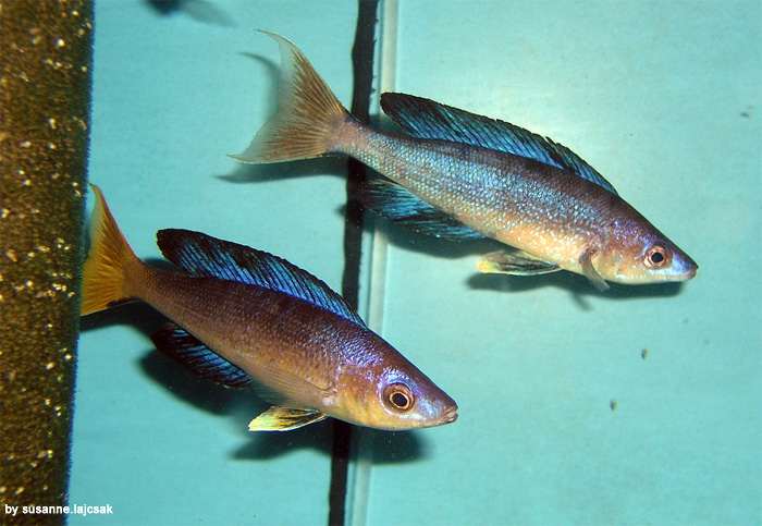 Медовый, или мелкочешуйчатый циприхpомис (Cyprichromis microlepidotus), фото фотография аквариумные рыбки