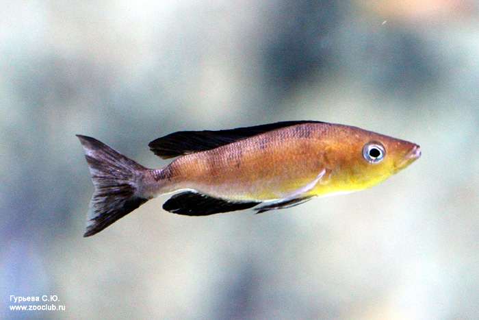 Медовый циприхpомис (Cyprichromis microlepidotus), фото фотография цихлиды