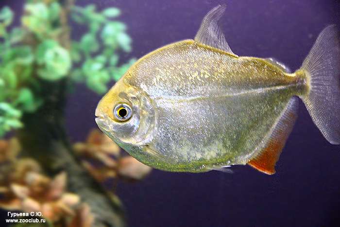 Метиннис обыкновенный, метиннис Шреймюллера, рыба-зеркало (Metynnis hypsauchen), фото фотография аквариумные рыбы