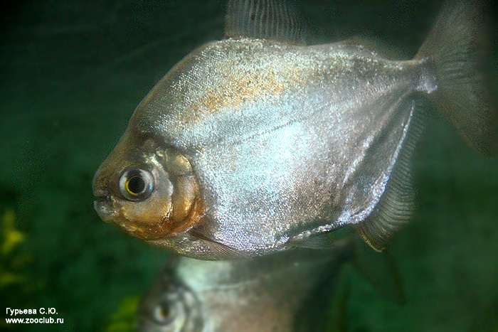 Метиннис Шреймюллера, рыба-зеркало (Metynnis hypsauchen), фото фотография аквариумные рыбки