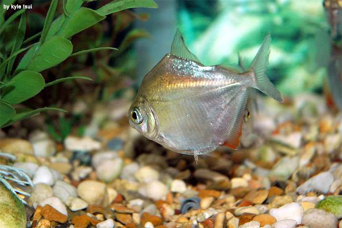 Рыба-зеркало (Metynnis hypsauchen), фото фотография карповые рыбы