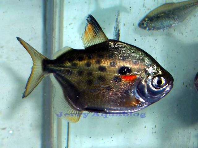 Рыба серебряный доллар (Metynnis maculatus), фото фотография опасные рыбы