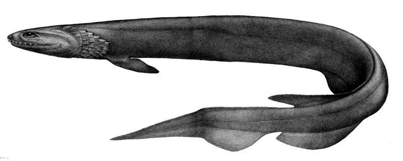 Плащеносная акула, или плащеносец (Chlamydoselachus anguineus), рисунок картинка