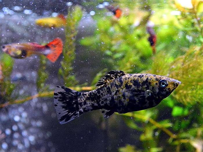Черная моллинезия молли, острорылая моллинезия, малоплавничная пецилия (Poecilia sphenops), фото фотография аквариумные рыбы