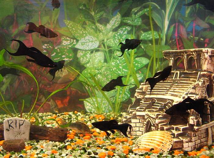 Моллиенезия Сфенопс, черная моллинезия (Poecilia sphenops), фото фотография аквариумные рыбки