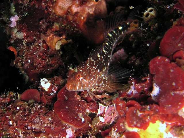 Морская собачка Звонимира (Parablennius zvonimiri), фото фотография рыбки