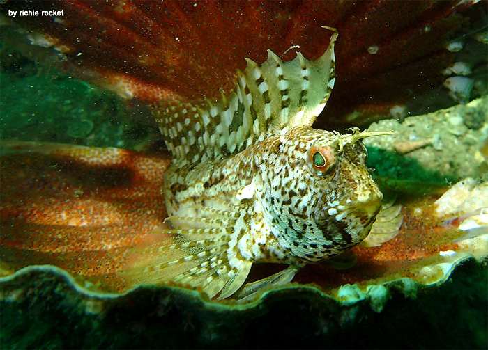Морская собачка-бабочка (Blennius ocellaris), фото фотография морские рыбы