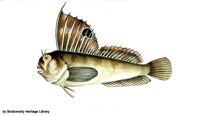 Морская собачка-бабочка (Blennius ocellaris), фото фотография рыбы