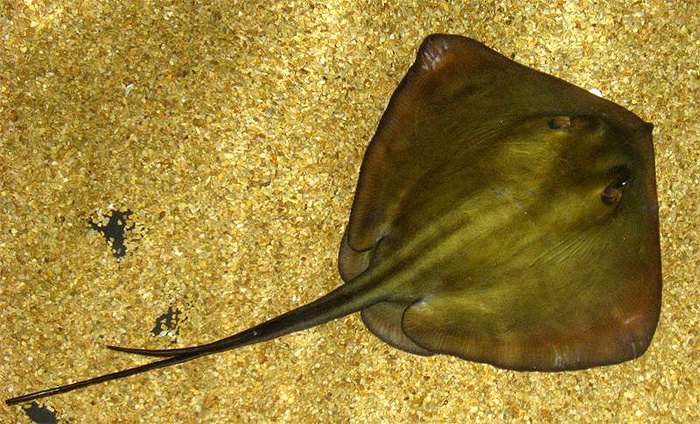 Скат хвостокол (Dasyatis pastinaca), фото виды рыб скаты фотография