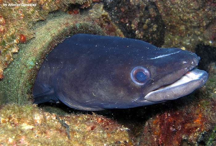 Морской угорь, или конгер (Conger conger), фото фотография рыбы