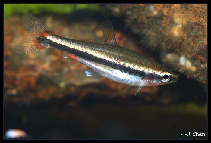 Нанностомус Бекфорда (Nannostomus beckfordi), фото фотография рыбы
