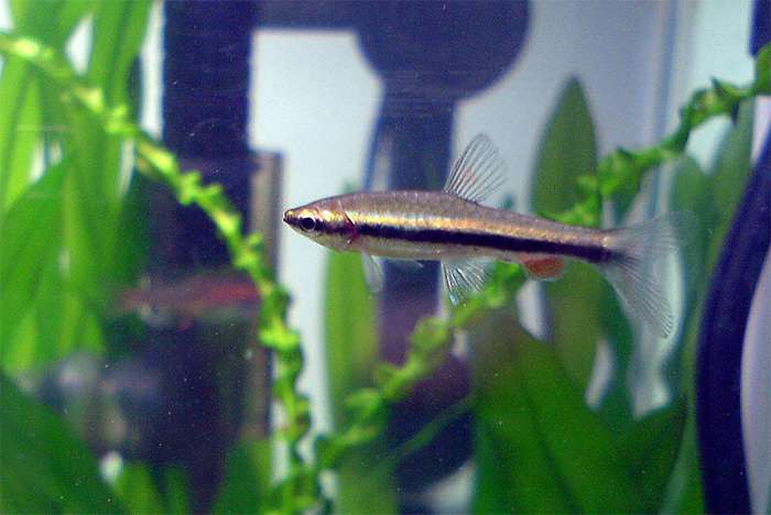Нанностомус Бекфорда (Nannostomus beckfordi), фото фотография нано рыбки